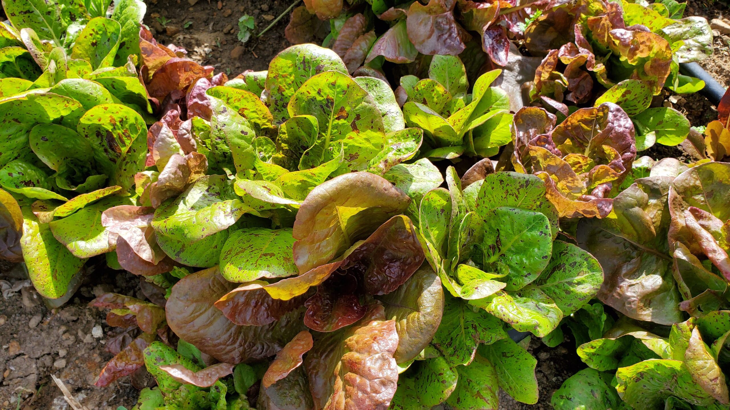 Close-up of a patch of speckled green and red lettuce growing in soil under sunlight.