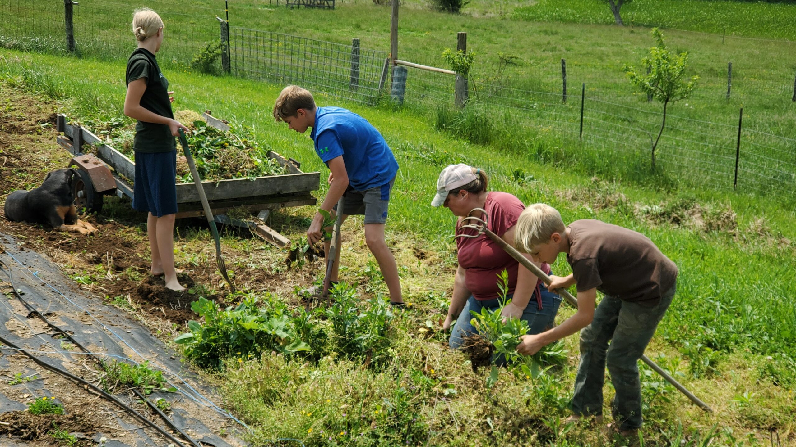 Four people working with tools to remove weeds or plants from a garden bed on a grassy slope, with a dog lying nearby.