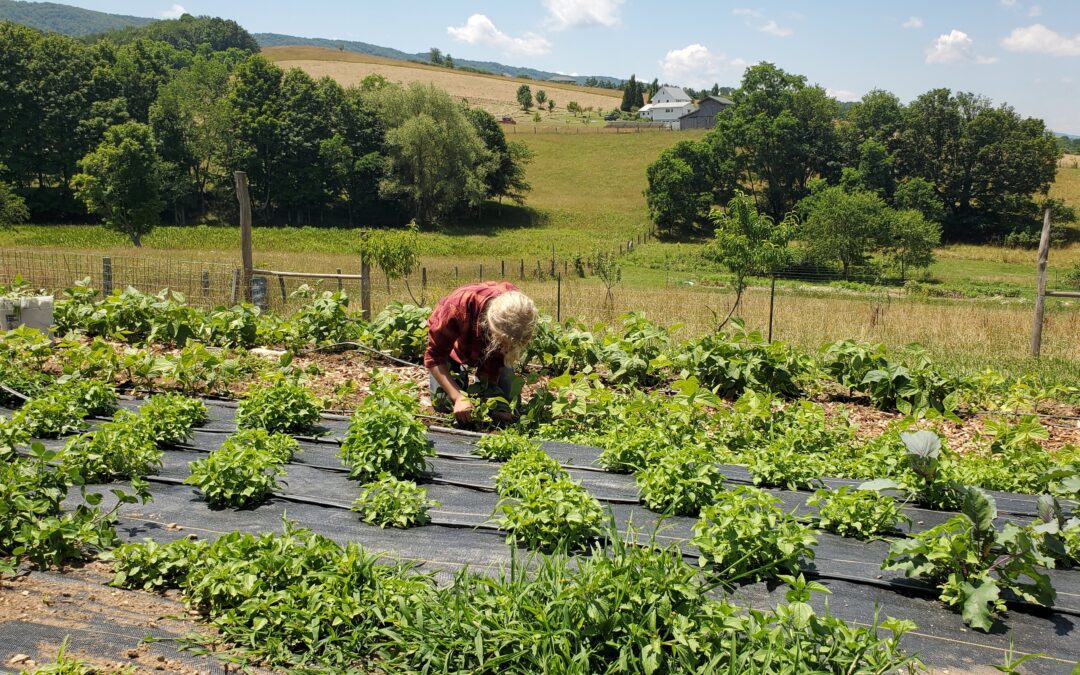 A person is working in a vegetable garden with rows of green plants, surrounded by fields and trees under a sunny sky.