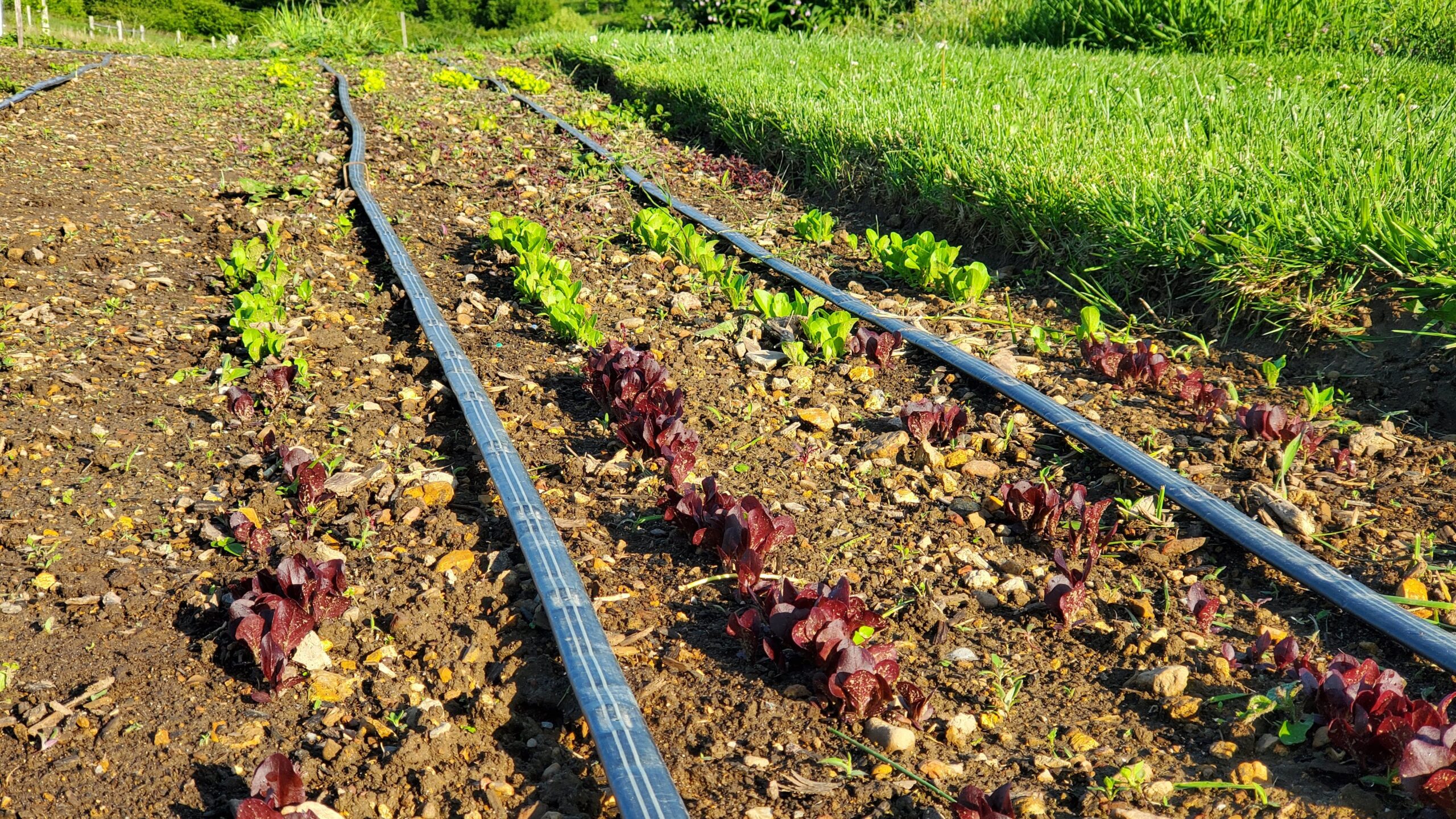 Rows of young leafy vegetable plants growing in soil with drip irrigation pipes, bordered by green grass on one side.