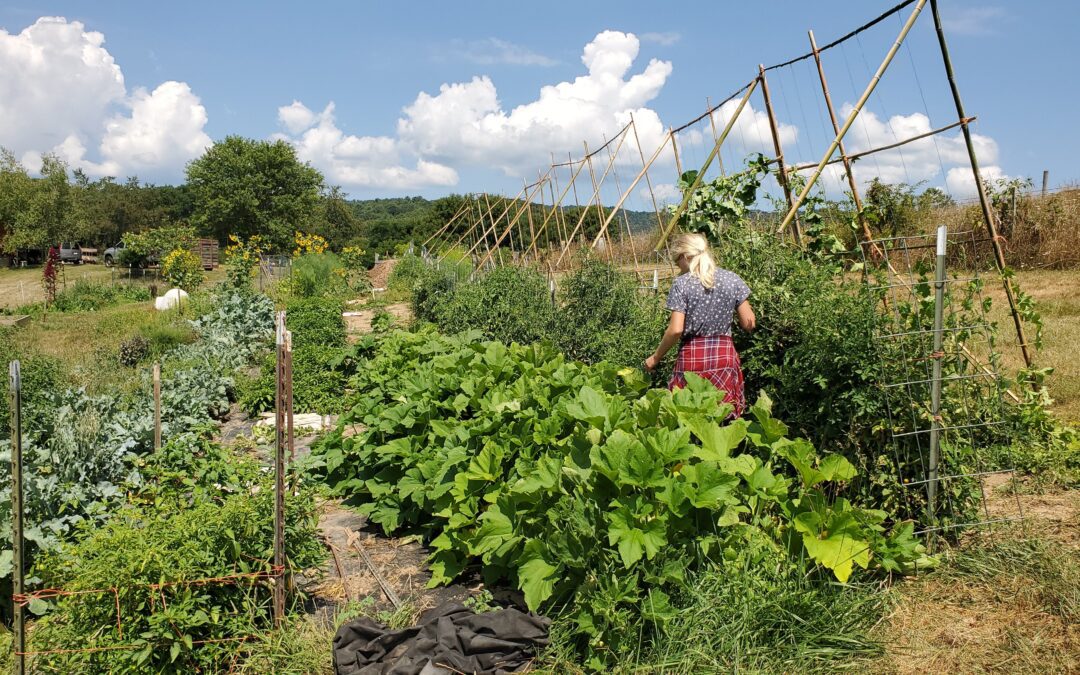 How to Use Vertical Growing in Your Garden