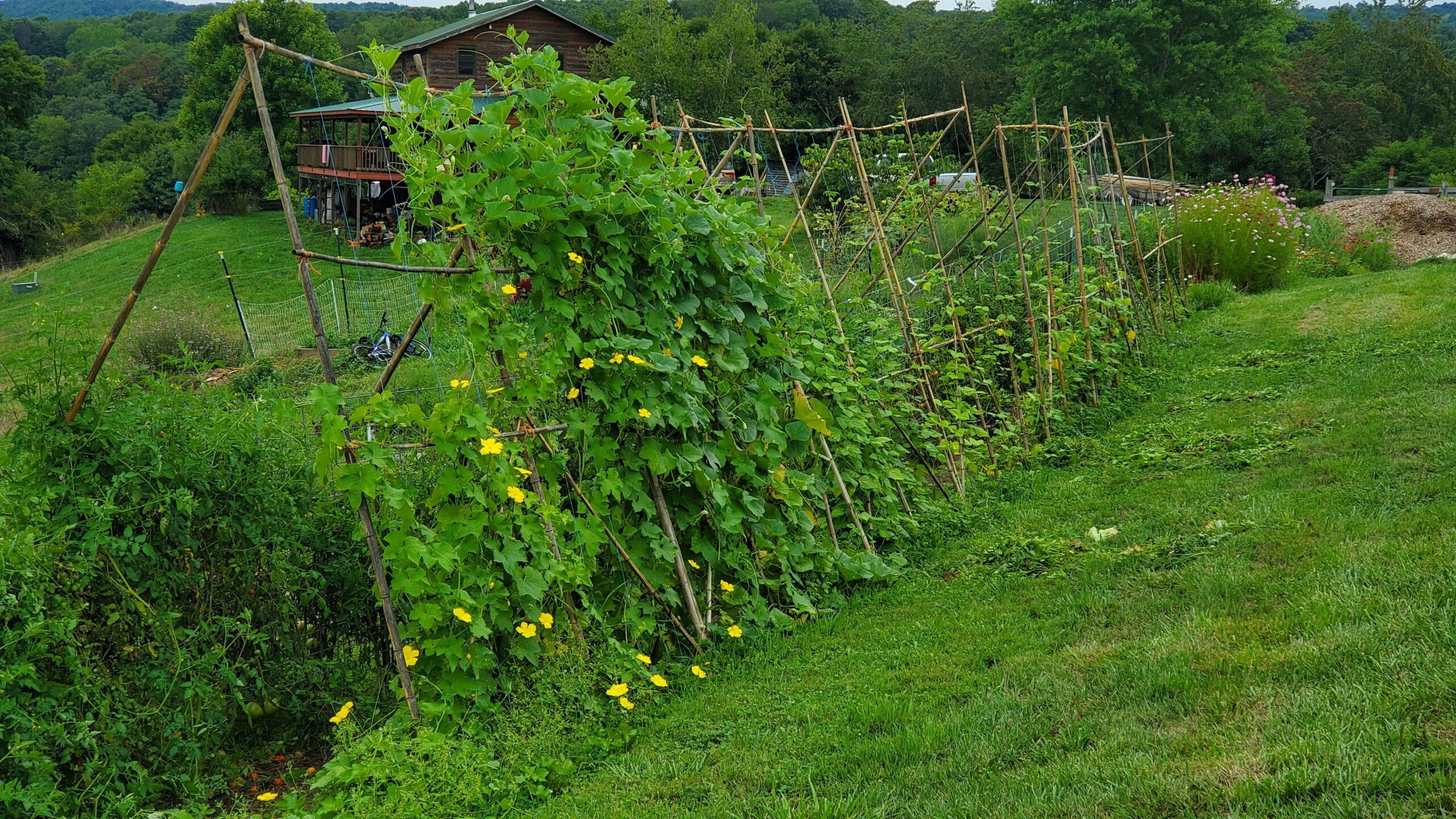 A garden with tall, green vines supported by bamboo trellises grows in a grassy yard, with a wooden house and wooded hills in the background.