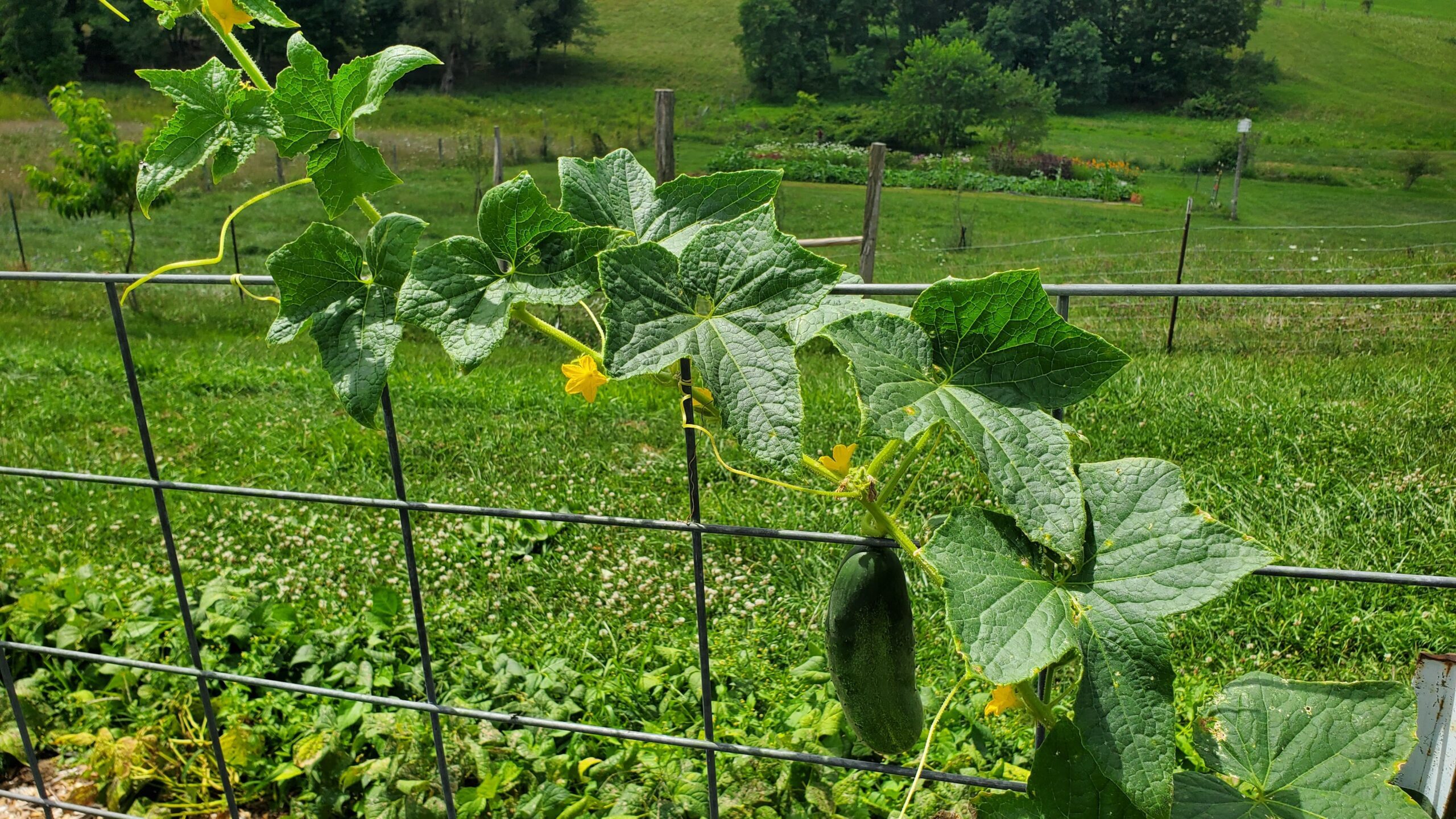 A cucumber vine with green leaves and yellow flowers grows on a metal fence, with a cucumber hanging down; grassy fields and gardens are in the background.