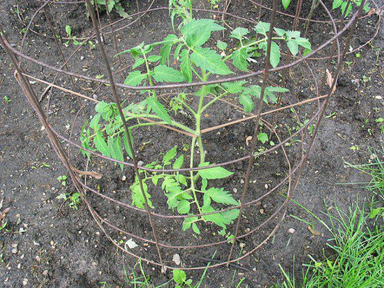 A young tomato plant is supported by a circular wire cage in a soil garden bed.