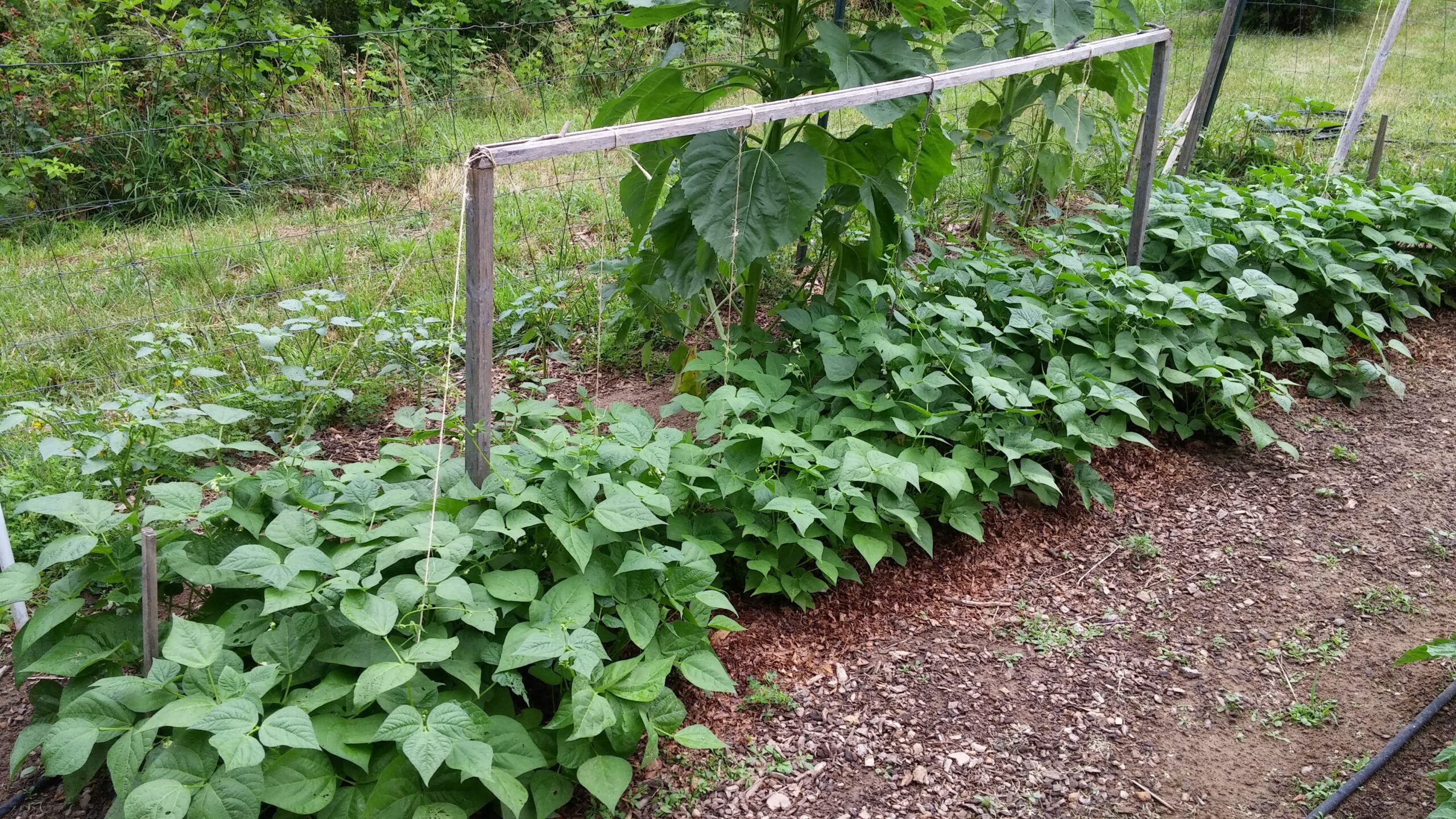Rows of green bean plants grow in a garden bed, supported by a simple wooden trellis, with grass and trees in the background.