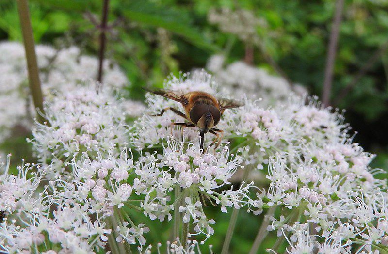 A bee is perched on a cluster of small white flowers, collecting nectar, with green foliage visible in the background.