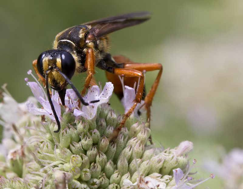 A close-up of a wasp perched on a cluster of pale purple flowers, with a blurred green background.