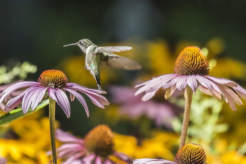 A hummingbird hovers near the center of a pink coneflower, surrounded by other coneflowers with blurred yellow flowers in the background.