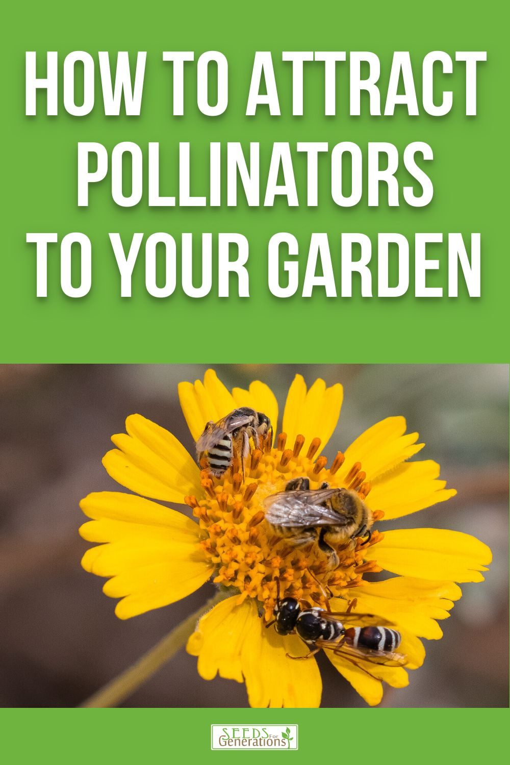 Learn how to attract pollinators to your garden by using just the right plants that pollinators like bees, wasps, hoverflies, and butterflies/moths love.