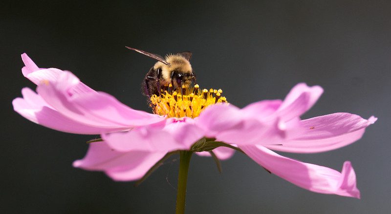 A bee collects pollen from the center of a pink flower with a blurred dark background.