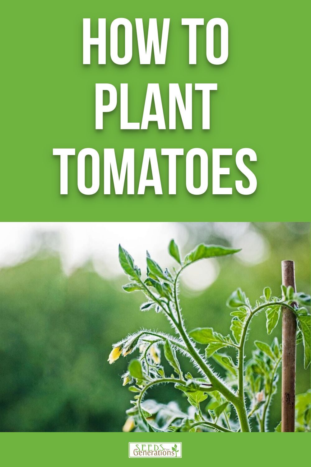Learn how to plant tomatoes to give them the best possible start in the garden! 