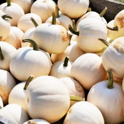 A wooden crate filled with closely packed Pumpkin White Queen, featuring small white pumpkins with green stems.