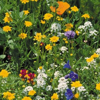 The Wildflower Mix California Coastal features yellow, white, purple, blue, and orange blooms in lush green foliage, capturing the vibrant spirit of California’s scenic coast.