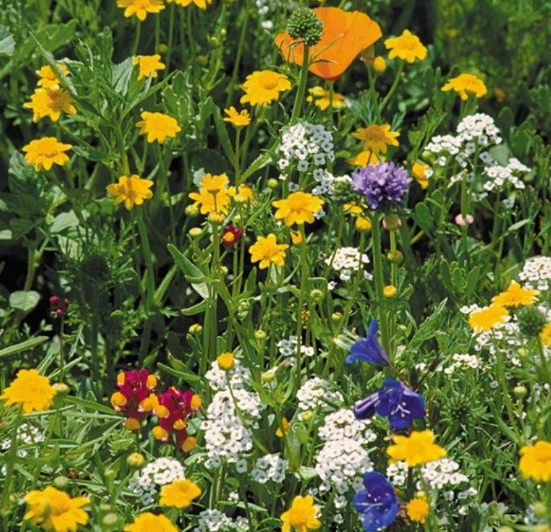 Wildflower California Coastal Mix The Wildflower Mix California Coastal features yellow, white, purple, blue, and orange blooms in lush green foliage, capturing the vibrant spirit of California’s scenic coast.