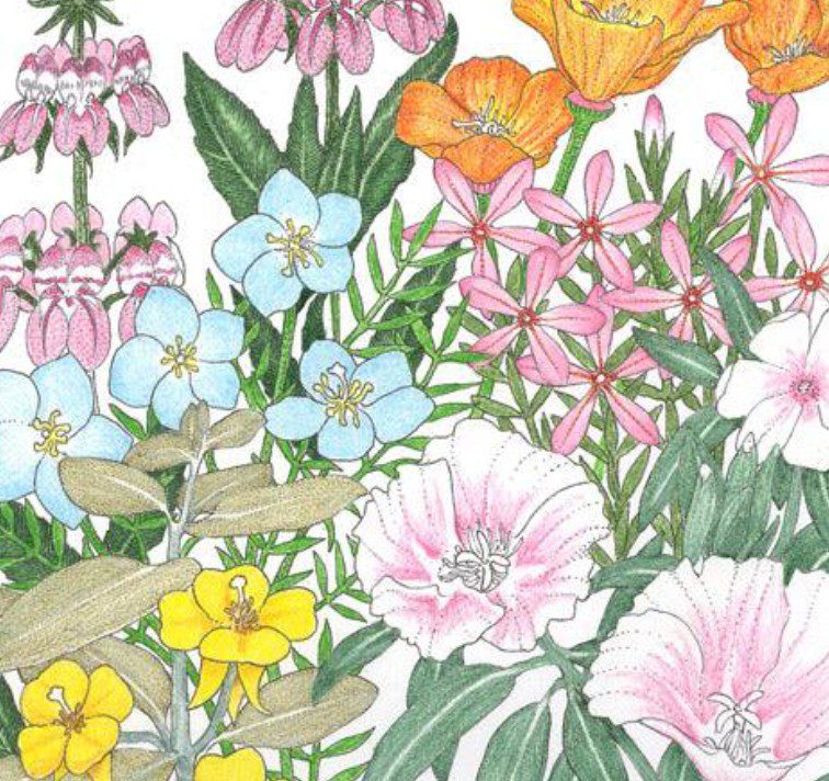 Wildflower California Coastal Mix A mix of beautiful pink, purple, orange, yellow, and blue wildflowers.
