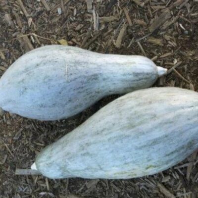 Two large Winter Squash Blue Banana with smooth, pale green skin rest on a bed of brown mulch or wood chips.