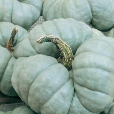 A cluster of Winter Squash Triamble pumpkins, featuring pale blue-green skin, rough ribbed surfaces, and short curved stems.