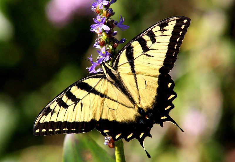 Yellow and black butterfly with striped wings perched on a purple flower, with a blurred green background.