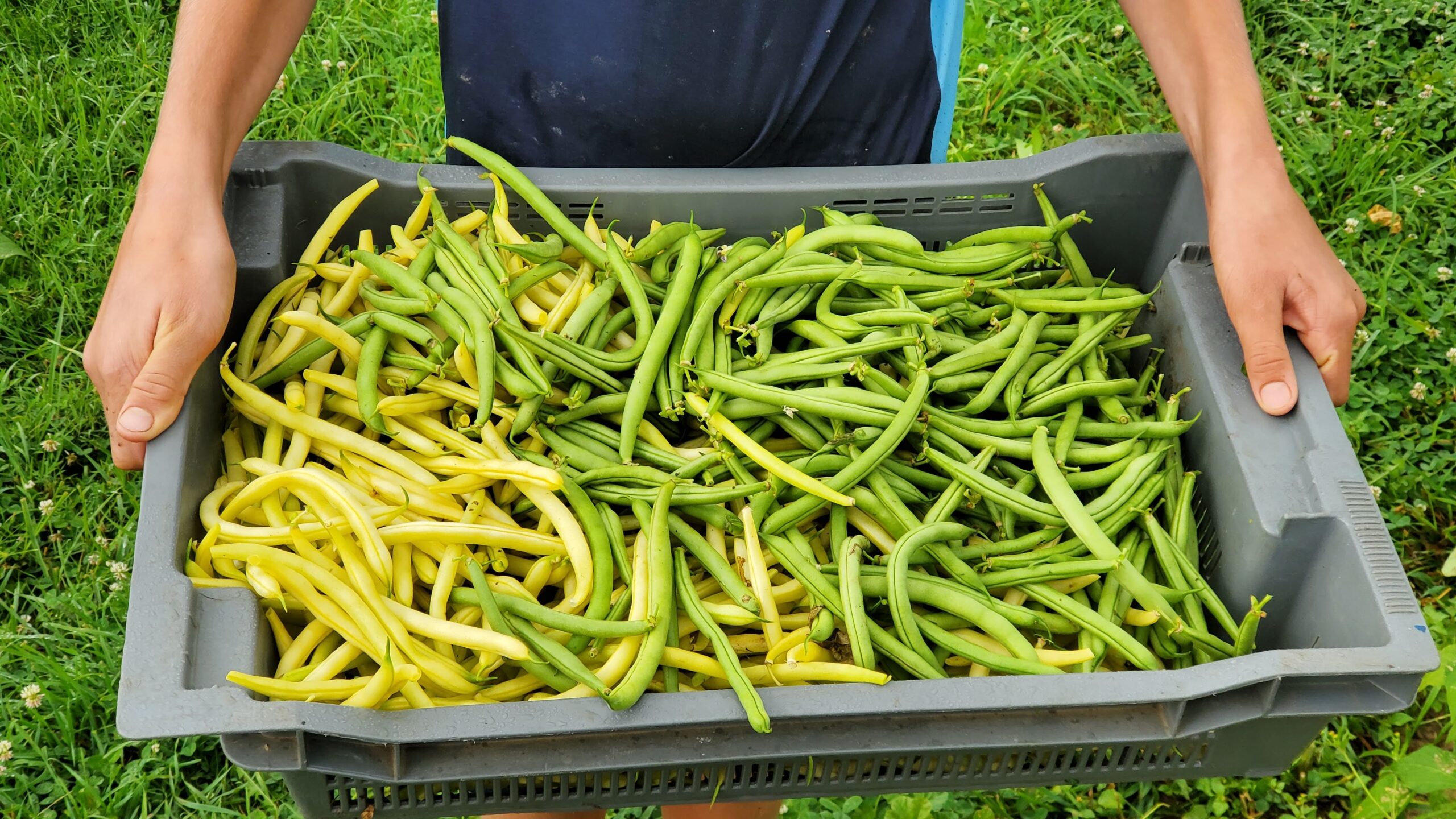 A person holds a large gray crate filled with freshly harvested yellow and green beans, standing on grass.
