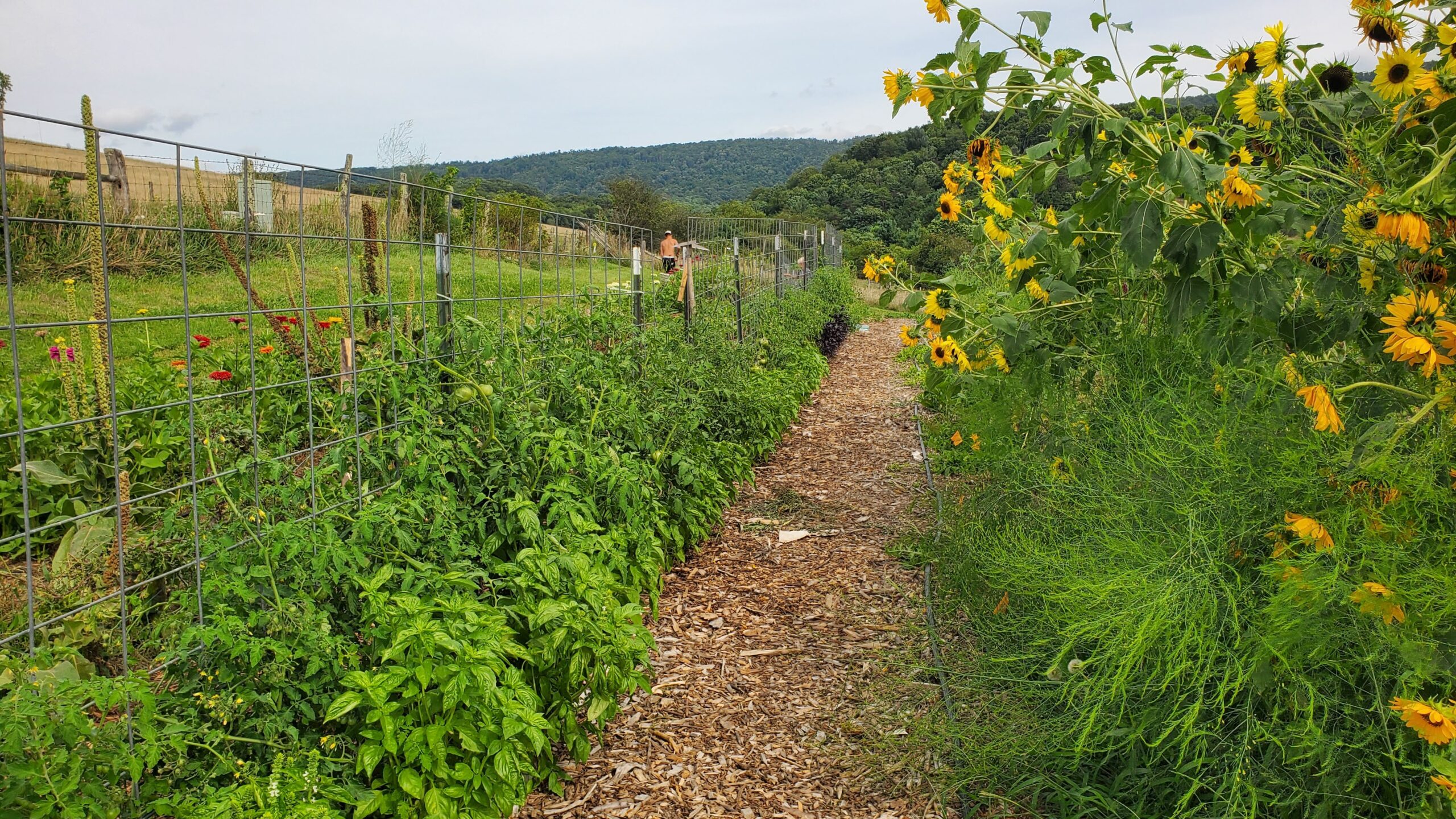 A wood chip path runs between a fence of green plants on the left and tall sunflowers on the right, with hills and cloudy sky in the background.