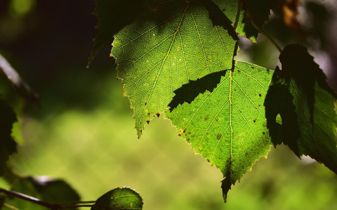 How to Garden in the Shade