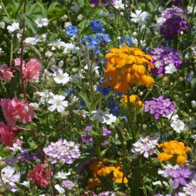 A variety of North American wildflowers in bloom, featuring clusters of orange, pink, white, blue, and purple flowers against green foliage—this vibrant Wildflower Mix North American Shade Mix brings a burst of natural beauty to your garden.